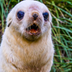 Illustration for article titled Holy Shit Baby Antarctic Fur Seals Are Fucking Cute as Hell
